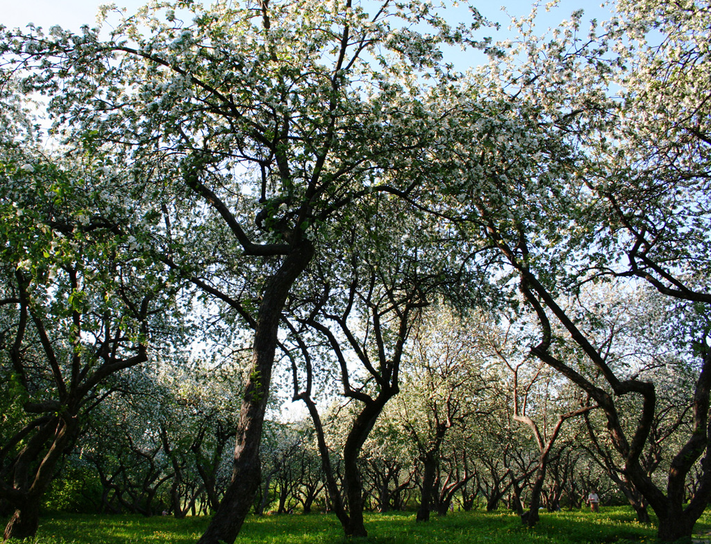 Applegarden.jpg 829kb